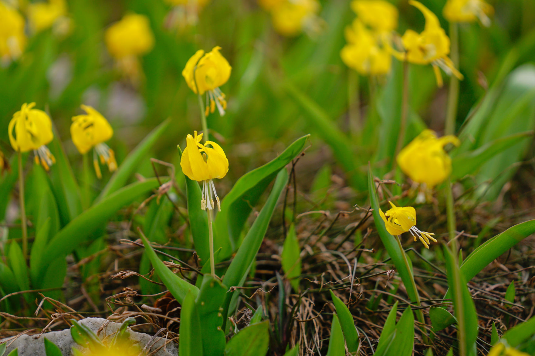 Glacier lily